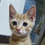 [고양이] 우리 애기들이 정말 애기였을 때