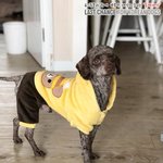 [강아지] 여수<b>번식</b>장에서 구조된 푸들 구스