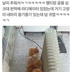 [댓글부탁해] 나 쌍수만 했는데ㅠㅠ
