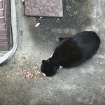 [댓글부탁해] 오늘 집앞 길냥이 밥준 후기!