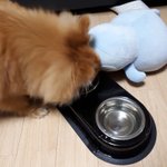 우리집 개 이상한 버릇생김