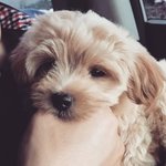 [강아지] 사랑둥이 말티푸 츄의 이야기 (스압주의)