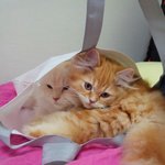 [EXO] 울집 <b>야옹이</b> 봐라