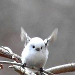 <b>뱁새</b> _나 커여워