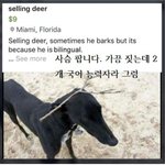 친구네 강아지가 나만 보면 <b>환장</b>하는데 이유 좀 ㅠㅠ