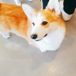 [EXO] 얘 몽<b>룡</b>이랑 존똑ㅋㅋㅋ 귀여워
