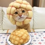 [EXO] ㅈㄴ 귀엽지 ㅠㅠ 내가 키우는 건 아닌데