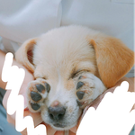 [EXO] 냥이만 받아주냐 우리 몽몽이도 봐조