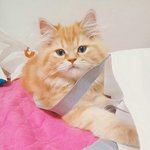 [EXO] 울집 냥이 사진 더 찾음!