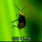 나 미쟝센꺼 컬러트리트먼트 염색하려는데 도와주라 ㅠㅠ