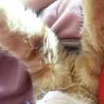 [고양이] 고양이 잘때 원래 <b>이래</b>?ㅋㅋㅋㅋㅋㅋㅋㅋㅋㅋㅋㅋㅋㅋㅋㅋㅋㅋ