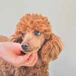 미래/푸들/남아/1살/4kg <b>아픔</b>이 가득한 미래입니다.
