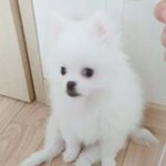 우리집 강아지 앉아있는거 <b>바바</b> ㅋㅋ