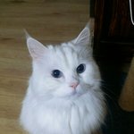 [드루와] 귀여운 우리 냥이 보고 가
