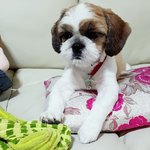 [우리강아지] 우리경자를 소개할게!