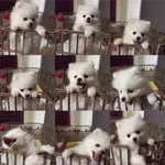 [댓글부탁해] 벌꿀 슬라임 vs <b>버터</b>슬라임