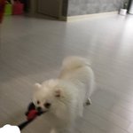 [EXO] 야 강아지 그 스트레스 <b>해소</b> 이거 맞냐