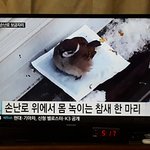 이거 아가새들 같아