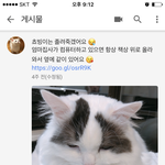 [드루와] 진짜 고양이 좋아하는 사람 ㅠㅠㅠ