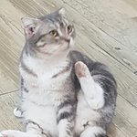 [댓글부탁해] 우리집 야옹이개귀<b>엽지</b>