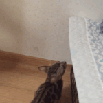 [고양이] 나는 로저, 직업은 고양이4