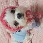 말티즈가족