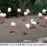 도쿄구울 <b>re</b> 보는사람