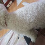 [<b>사진</b>ㅇ] 우리 <b>집</b> 강아지 내 무릎위에서