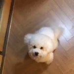 [EXO] 비비는 <b>천사</b>야