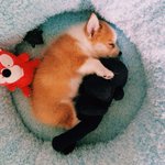 [드루와] <b>라뮤</b>끄 36살 실화냐