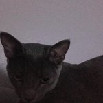 이 고양이 무슨 종인지 아는사람ㅠㅜ