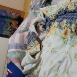 [드루와] ㅋㅋ<b>울</b> <b>집</b> 멍뭉 저깄는 줄 몰랐음;;;