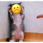 [<b>꼬랑</b>단] 꼬성문☹️