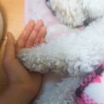 [ㅈㄱㄴ] 우리 강아지 이름 <b>메밀</b>군임ㅋㅋㅋㅋ