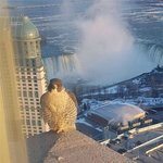 <b>창문</b> 밖 손님들....