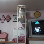 나의 동거묘 도칠이<b>에게</b> 쓰는 편지
