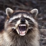 아 ㅅㅂ 자취하는데 개어이없음ㅋㅋㅋㅋ