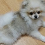 [강아지] 우리 <b>송이</b>랑 함께한지 벌써 2년되었어요