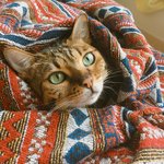 [부부집사네] 부부와 함께하는 동거묘 세마리 20 - 새로운보금자리