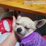 [강아지] <b>번식</b>장에서 구조한 치와와