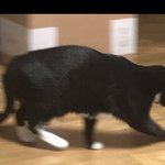 [꼭조언부탁] 여친 잡고양이 버렸다고 파혼하잡니다(추가)