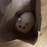 이거 내 초딩졸사인데 졸라<b>인생샷</b>건지지않음?
