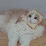 [드루와] 얘들아ㅈㅂㅂㅈㅂ살빼 제발