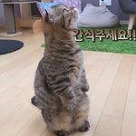 아 고양이 너무 귀엽다