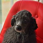 구찌/푸들/여아/3살/3.8kg      <b>듬직</b>하고 폭실한 골격을 가지고...