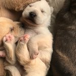 [강아지] <b>어미</b>와 아가들의 평생 가족을 찾습니다.
