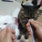 [고양이] <b>카누</b>와레오(10)