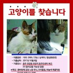 입양보낸 고양이 <b>미미</b>를 잃어버린지 3개월이 지났습니다. 충주주민분들...