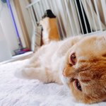 [고양이] 먼치킨, 막내 늘이를 <b>소개</b>합니다