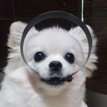 [강아지] <b>물개</b>로 바뀐 강아지